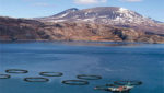 Cermaq plans to cut Chile salmon costs by $0.80 per kilo; aims for global second spot