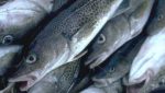 Norway ups minimum cod landing prices further