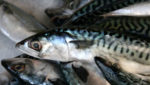 Faroese mackerel, blue whiting fisheries enter MSC assessments as herring re-instated