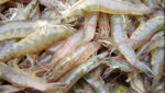 Thai government forecasts 400,000t as possible 2015 shrimp production