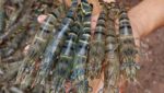 Bangladesh black tiger shrimp exports suffer
