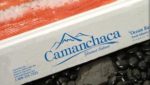 Camanchaca back in black on turnaround in salmon, fishing fortunes