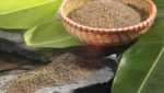 IPIFF: EU should allow insects in animal feed