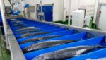 Meralliance branches out into salmon farming
