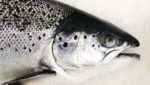 Norway salmon: Price lift for small sizes