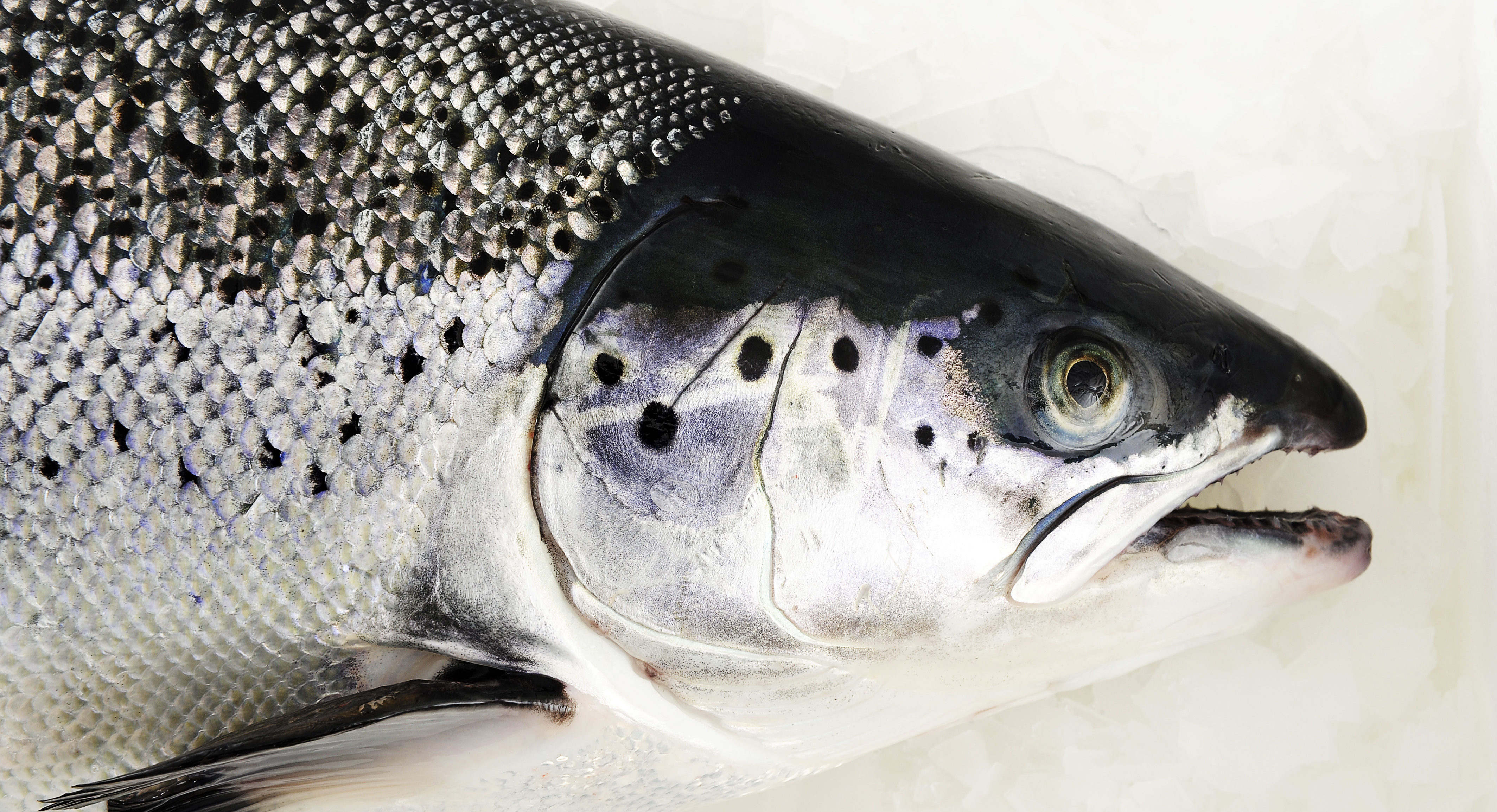 Norway salmon: Price lift for small sizes