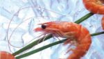 US shrimp market: Where is the top?