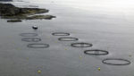 Campaign group says Scottish salmon farms culling more seals than allowed