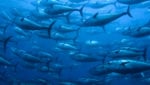 South Korea aims to crack bluefin tuna farming