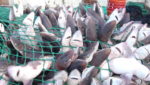 US east coast dogfish fishery gets MSC nod