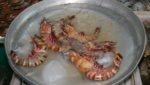 Odisha shrimp representatives: Black tiger prices up, not down