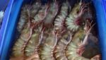 Black tiger shrimp 'becoming the new lobster'