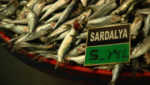 Turkey begins program to harmonize seafood products to EU rules