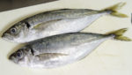 NGO calls for three-year jack mackerel moratorium, warns Chile, Peru on quotas