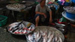 US imports of Vietnam shrimp, pangasius spike in May