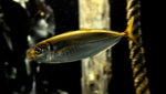 Jack mackerel in aquarium