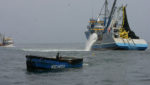 Peruvian anchovy catches expected to reach 5m metric tons