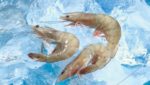 Major Ecuadorian tuna exporter to boost shrimp production with 'significant' investment