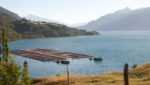 Chile sources mixed on whether salmon farmers are back in the black