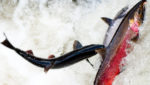 Pacific salmon abundance still near record levels