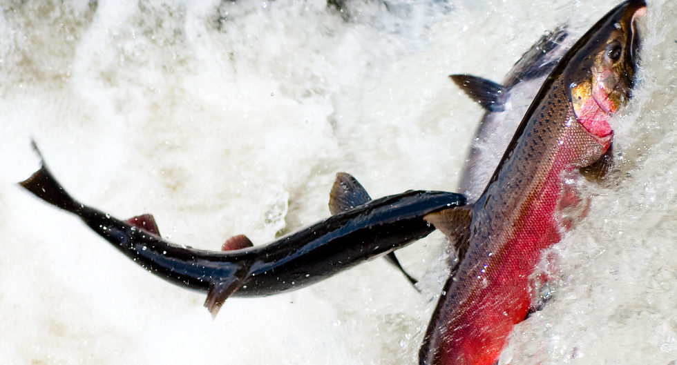 Small salmon fishery opens in US Washington state river after