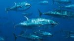 Progress made in electronic tracking of Atlantic bluefin trade