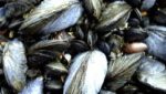 Chile’s first mussel processing plant gains BAP