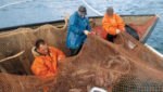 Russia issues 2014 salmon harvest results; 2015 forecast