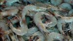 Thai shrimp raw material prices firm as India drops