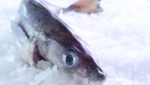 US haddock demand remains strong despite high prices
