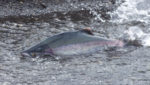 Pink salmon buyers' hopes for lower prices dashed
