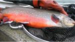 Swedish producer touts Arctic char to France