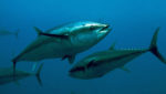 Atlantic bluefin Tuna. Photo: Oceana/Keith Ellenbogen
