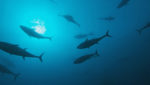 Italy's bluefin tuna quota up 20%