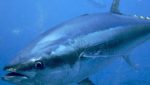 Kilic invests in bluefin tuna farming; targets Japan sales by mid-2016