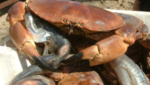 UK crab, lobster processor gets funds for new plant, expansion