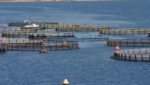 Kontali confirms weak salmon supply growth for 2013