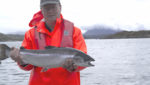 Farming salmon differently
