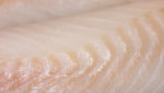 Icelandic fresh cod sales to US soar in 2014