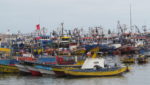 Chile ends sardine, anchovy fishing 29 days early in Valparaiso, Los Rios