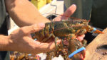 Canadian lobster sellers hope China deal will be boost for business