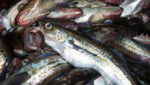 Russian pollock industry doesn't see threat from proposed Alaska name rule change