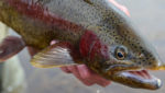 rainbow trout, El Frito, Flickr