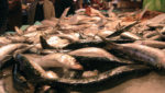 Fresh fish display market seafood Barcelona Spain Spanish