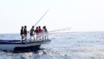Maldives pole-and-line tuna on traceability drive