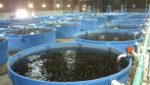 PE-backed aquaculture startup eyes projects in UK, US
