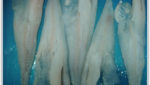 Tradex: Alaska pollock expected to get approx $100/t more than Russian pollock