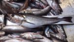 Peruvian hake players hope for higher TAC as quota announcement approaches