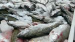 Pacific Seafood ‘looking for resource’