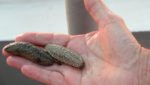 First commercial-scale sea cucumber hatchery set up in South Pacific